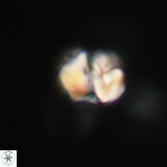 Nannotetrina tetrasepta VR 31022