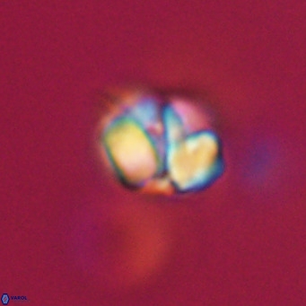Nannotetrina tetrasepta VR 31023