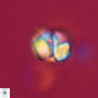 Nannotetrina tetrasepta VR 31023