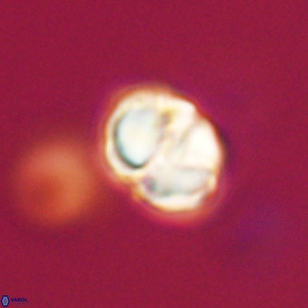 Nannotetrina tetrasepta VR 31024