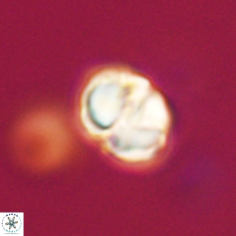 Nannotetrina tetrasepta VR 31024
