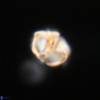 Nannotetrina tetrasepta VR 31025