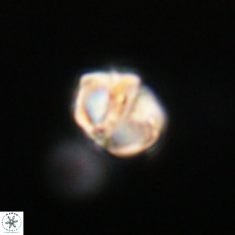 Nannotetrina tetrasepta VR 31025