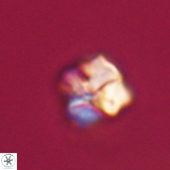 Nannotetrina tetrasepta VR 31027