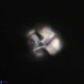 Nannotetrina tetrasepta VR 31028