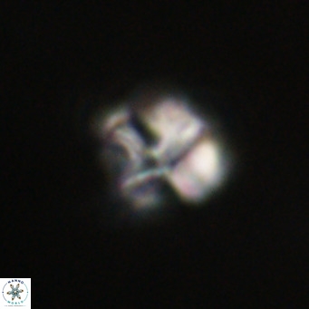 Nannotetrina tetrasepta VR 31028