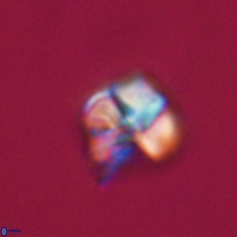 Nannotetrina tetrasepta VR 31029
