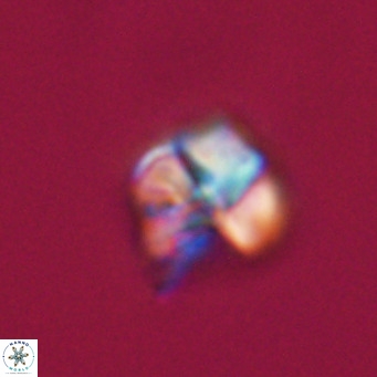 Nannotetrina tetrasepta VR 31029