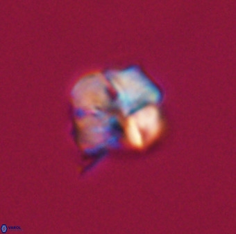 Nannotetrina tetrasepta VR 31030