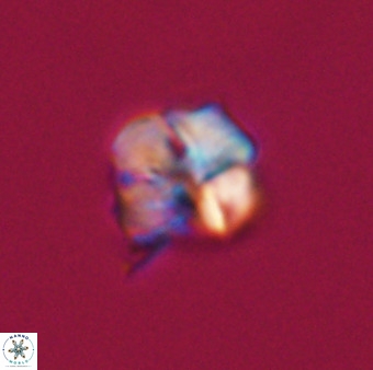 Nannotetrina tetrasepta VR 31030