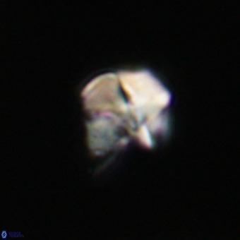 Nannotetrina tetrasepta VR 31031