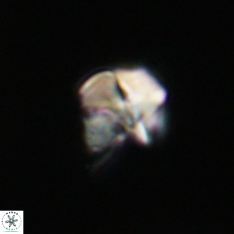 Nannotetrina tetrasepta VR 31031