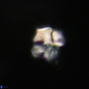 Nannotetrina tetrasepta VR 31032