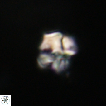 Nannotetrina tetrasepta VR 31032