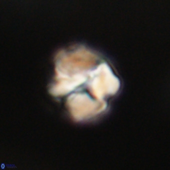 Nannotetrina tetrasepta VR 31033