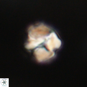Nannotetrina tetrasepta VR 31033