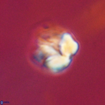 Nannotetrina tetrasepta VR 31034