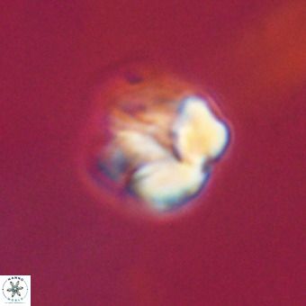 Nannotetrina tetrasepta VR 31034