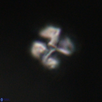 Nannotetrina tetrasepta VR 31036