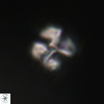 Nannotetrina tetrasepta VR 31036