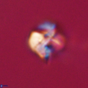 Nannotetrina tetrasepta VR 31037