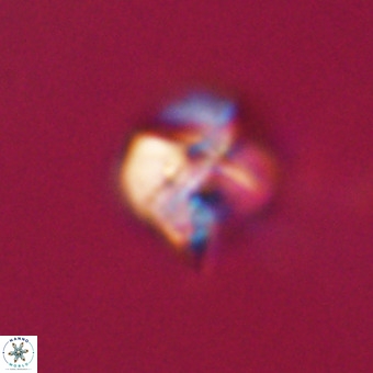 Nannotetrina tetrasepta VR 31037