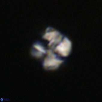Nannotetrina tetrasepta VR 31038