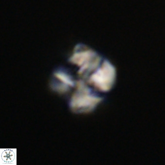 Nannotetrina tetrasepta VR 31038