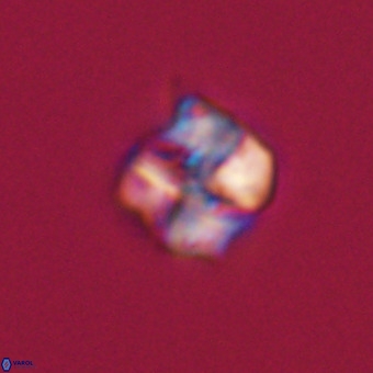 Nannotetrina tetrasepta VR 31039