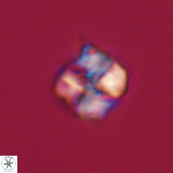 Nannotetrina tetrasepta VR 31039