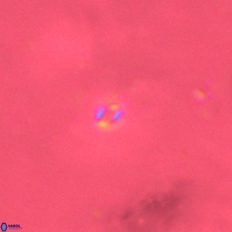 Neobiscutum parvulum VR 00385