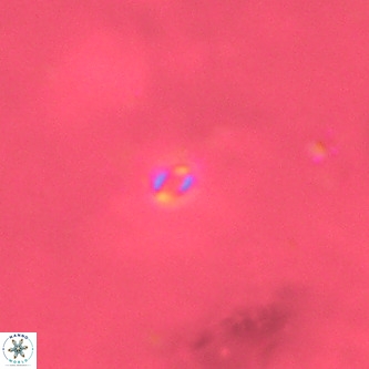 Neobiscutum parvulum VR 00385