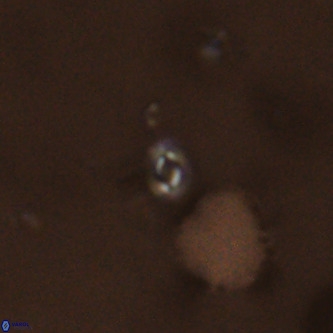 Neobiscutum parvulum VR 00387