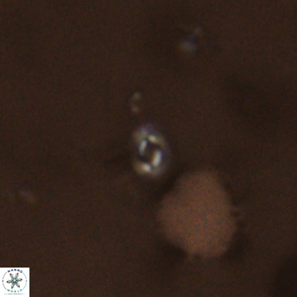 Neobiscutum parvulum VR 00387