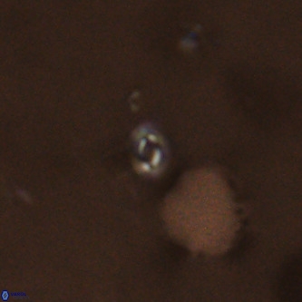 Neobiscutum parvulum VR 00388