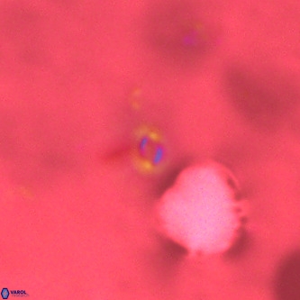 Neobiscutum parvulum VR 00389