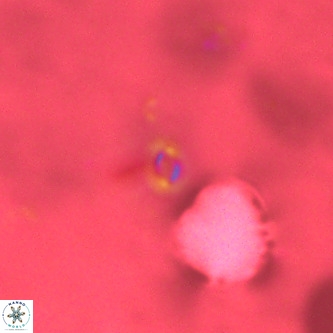 Neobiscutum parvulum VR 00389