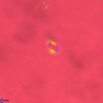 Neobiscutum parvulum VR 00390