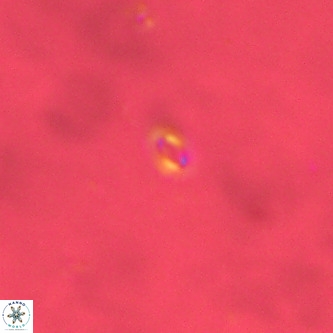 Neobiscutum parvulum VR 00390
