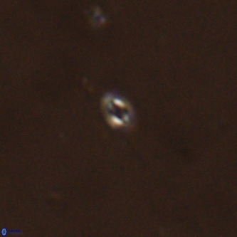Neobiscutum parvulum VR 00391
