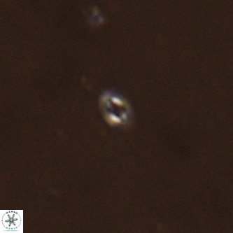 Neobiscutum parvulum VR 00391