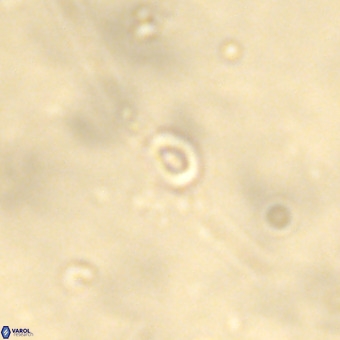Neobiscutum parvulum VR 00392