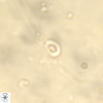 Neobiscutum parvulum VR 00392