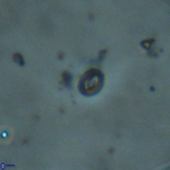 Neobiscutum parvulum VR 00396