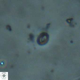 Neobiscutum parvulum VR 00396