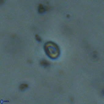 Neobiscutum parvulum VR 00398
