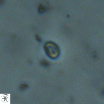 Neobiscutum parvulum VR 00398