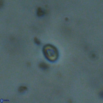 Neobiscutum parvulum VR 00399