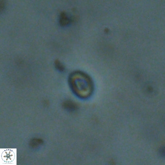 Neobiscutum parvulum VR 00399