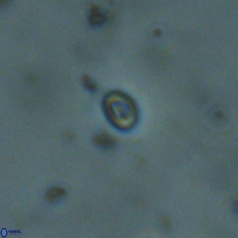 Neobiscutum parvulum VR 00400